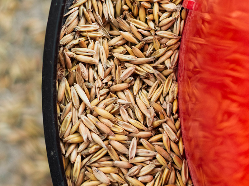 Barley